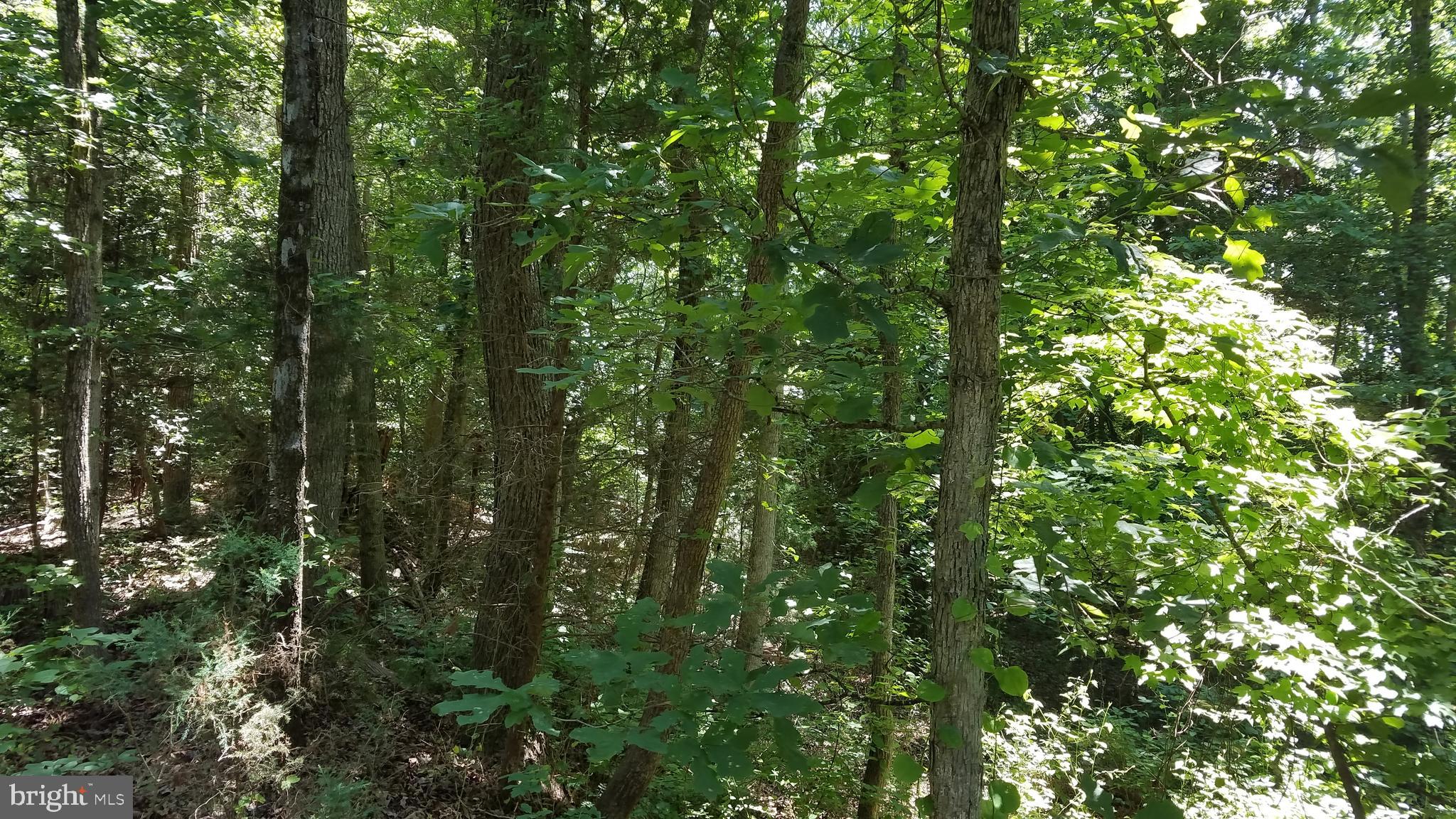 Garlick Road King William, VA 23086 - Photo 18 of 26