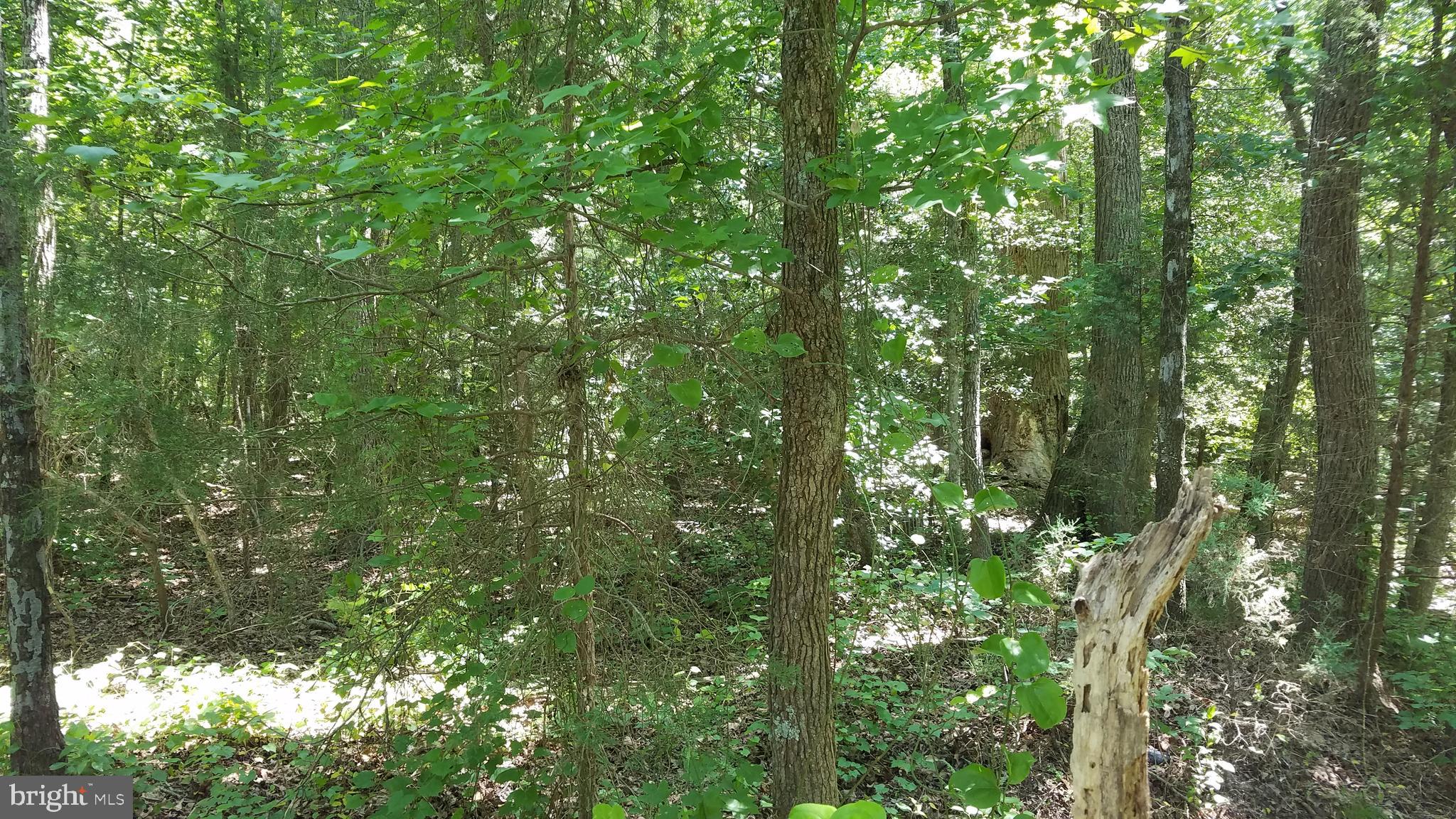 Garlick Road King William, VA 23086 - Photo 20 of 26