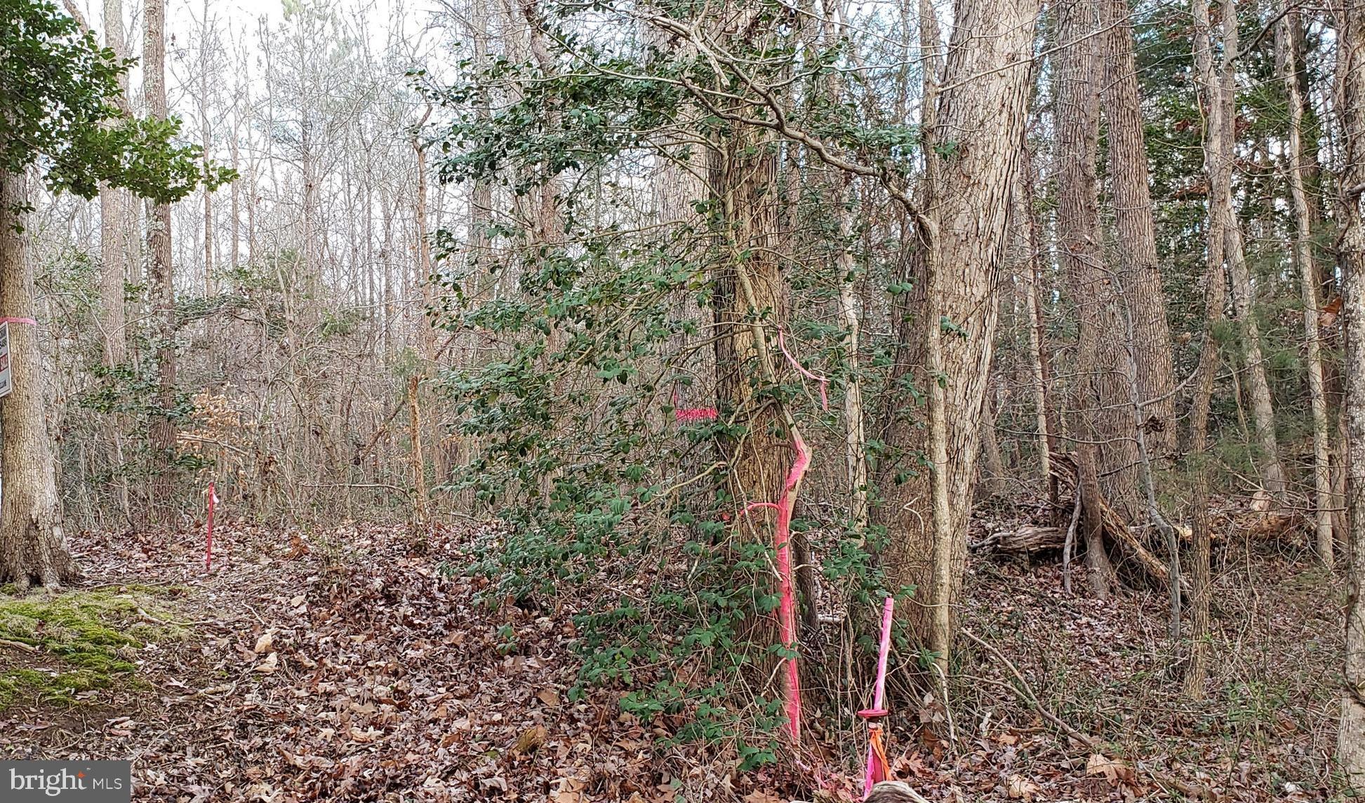 Garlick Road King William, VA 23086 - Photo 24 of 26