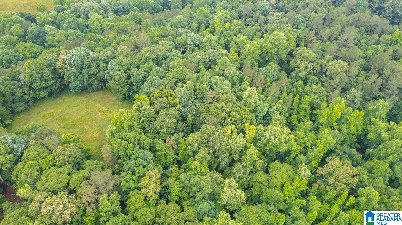 14791 County Road 10, Unit 45 ACRES Ranburne, AL 36273 - Photo 17 of 43