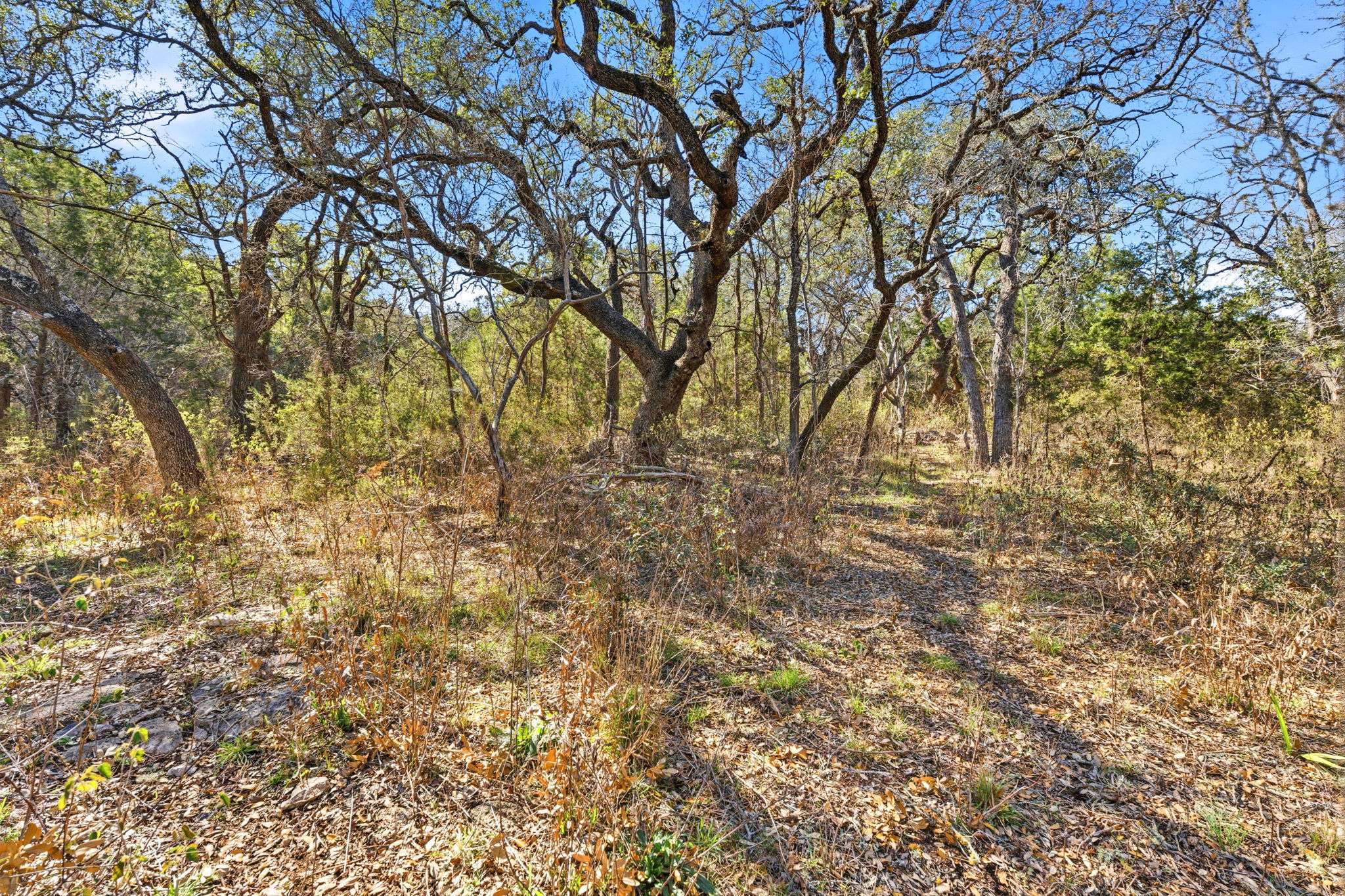 1081 Clark Cove Road Buda, TX 78610 - Photo 17 of 29 View of wooded area