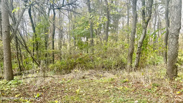 a view of a yard with large trees
