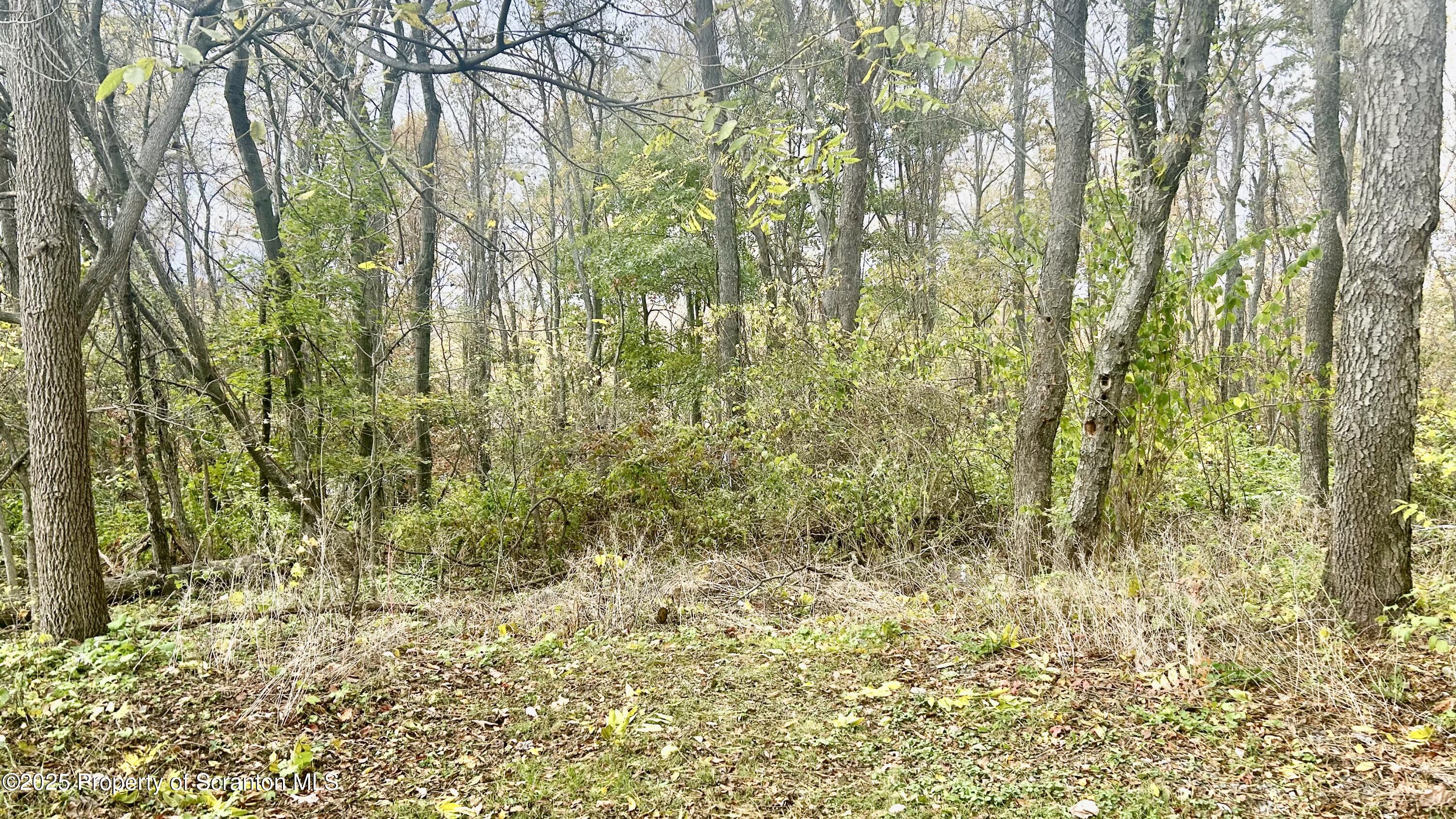 a view of a yard with large trees