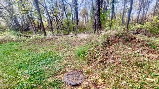 a view of a yard with plants and large trees
