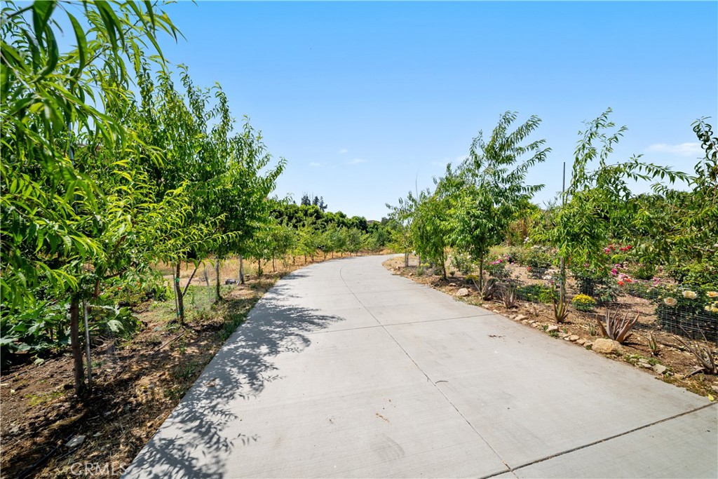 12605 Kagel Canyon Road Sylmar, CA 91342 - Photo 29 of 61 a view of a yard with plants and trees