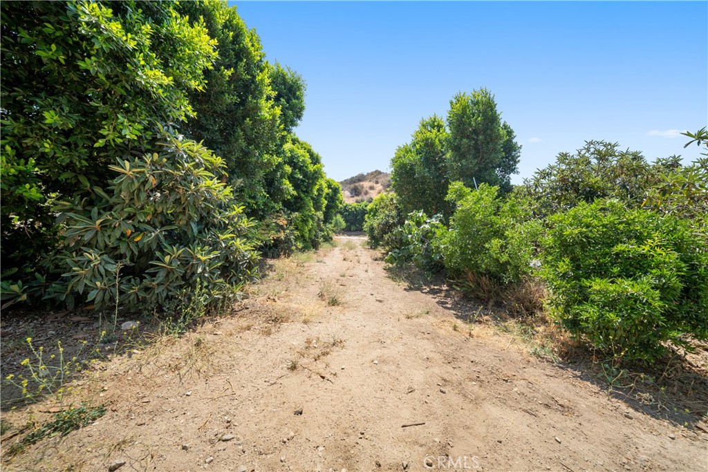 12605 Kagel Canyon Road Sylmar, CA 91342 - Photo 36 of 61 a view of a yard with plants and a tree