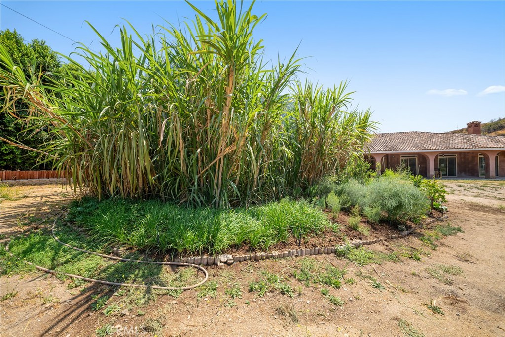 12605 Kagel Canyon Road Sylmar, CA 91342 - Photo 37 of 61 a backyard of a house with plants and large trees