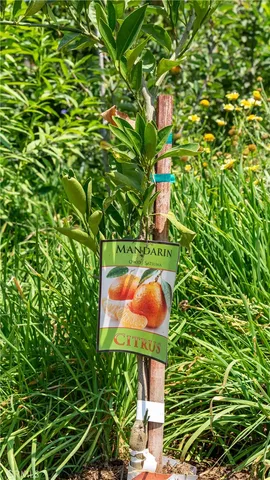 a view of a backyard of a house