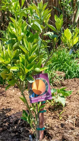 $2,990,000 | 12605 Kagel Canyon Road, Sylmar, CA 91342