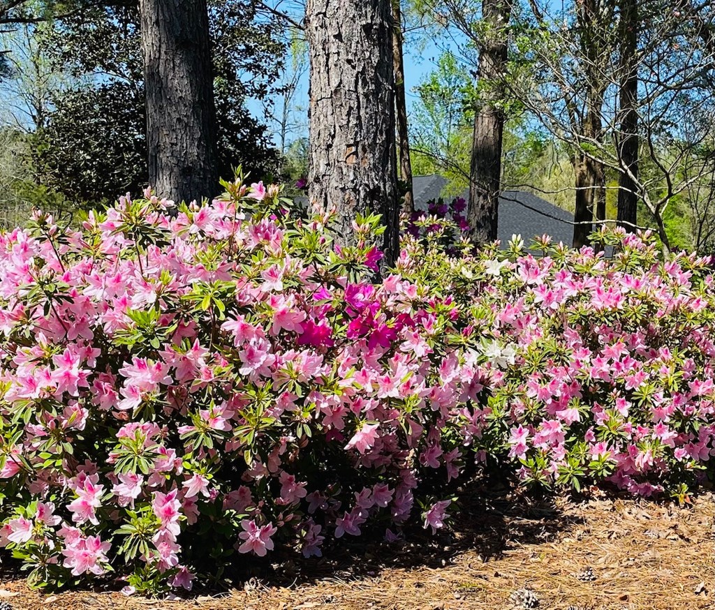 3671 McKee Road Upatoi, GA 31829 - Photo 25 of 34 Gallery Image 25