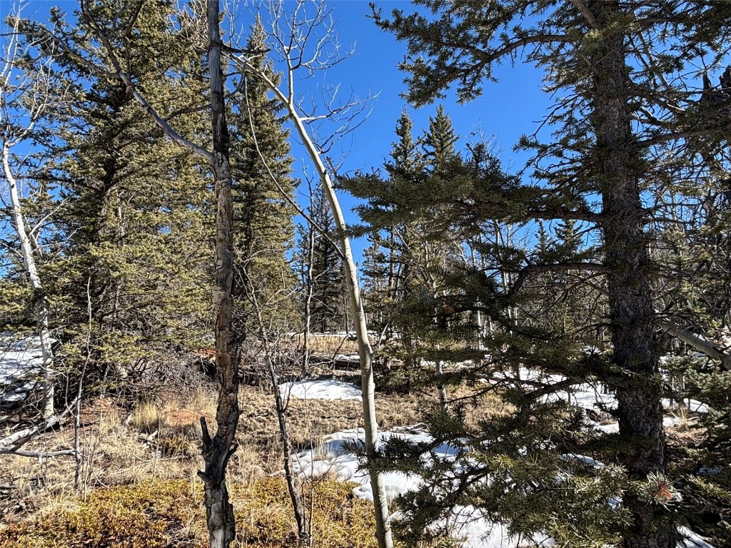 192 Bear Way Como, CO 80456 - Photo 6 of 14 a picture of tree