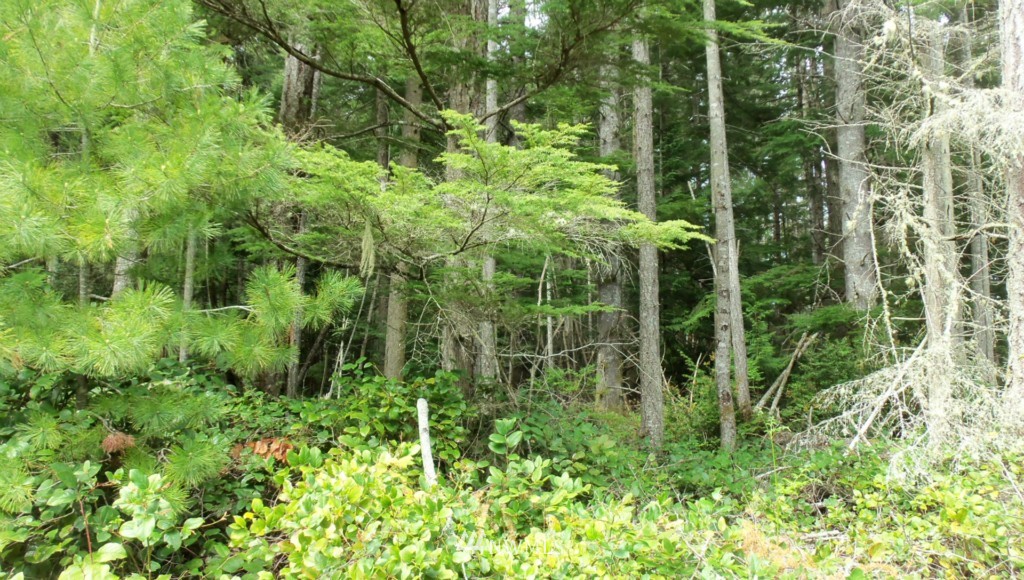 0 Strider Road Langley, WA 98260 - Photo 1 of 5 Gallery Image 1
