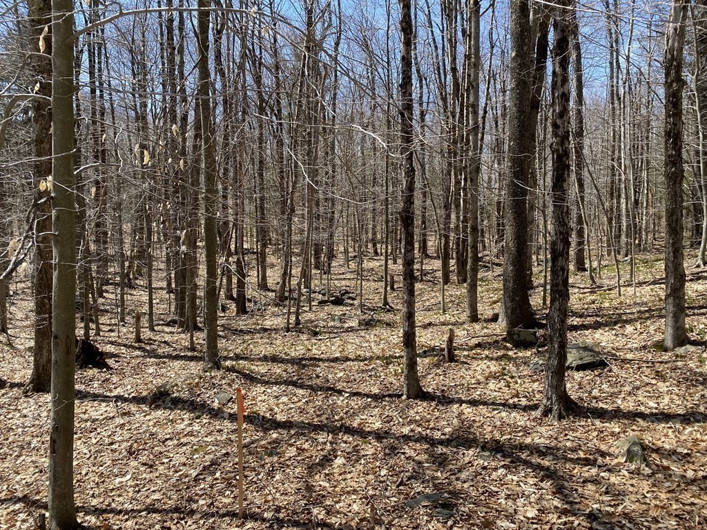 0 Bug Hill Road Ashfield, MA 01330 - Photo 15 of 16 Gallery Image 15