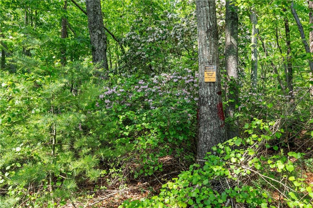 1447 Travis Smith Road Clarkesville, GA 30523 - Photo 12 of 73