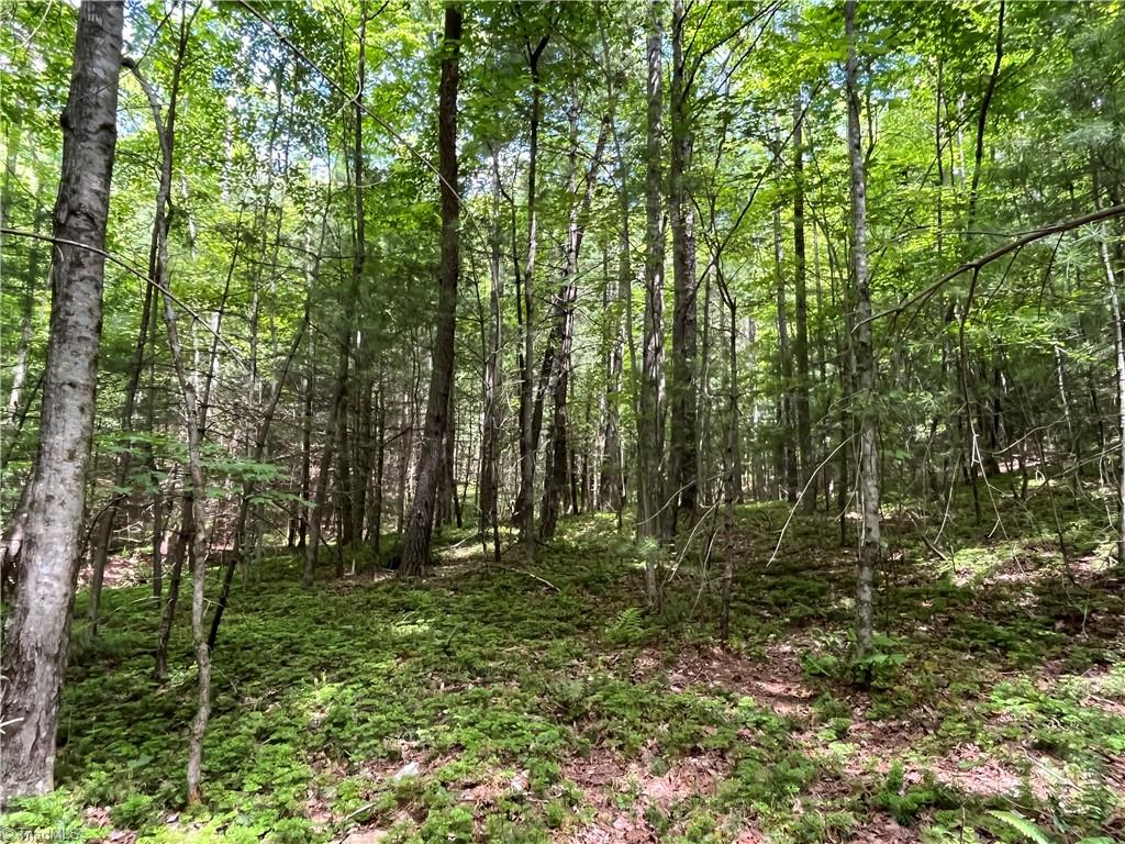 Tbd Vannoy Road McGrady, NC 28649 - Photo 22 of 32 Growing Forest
