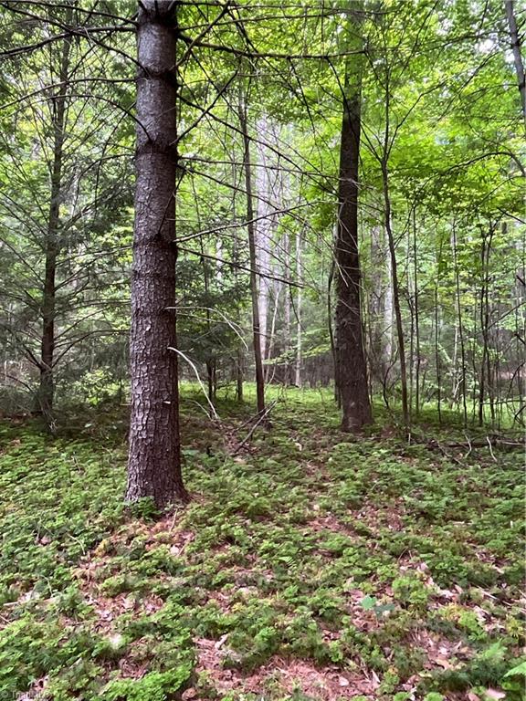 Tbd Vannoy Road McGrady, NC 28649 - Photo 25 of 32 Growing Timber