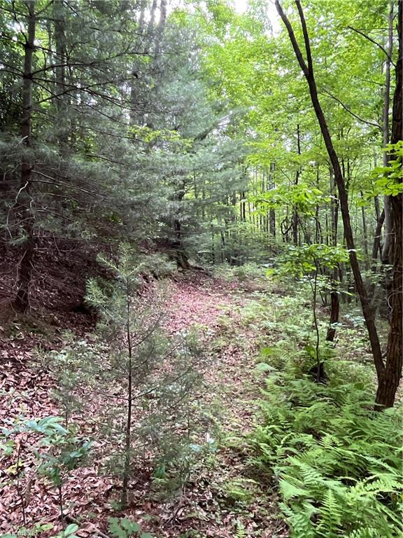 Tbd Vannoy Road McGrady, NC 28649 - Photo 26 of 32 Logging roads