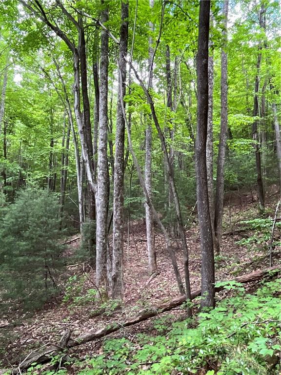 Tbd Vannoy Road McGrady, NC 28649 - Photo 27 of 32 Mixed Hardwoods