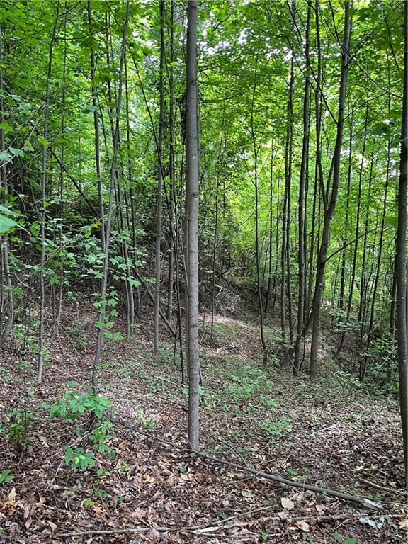 Tbd Vannoy Road McGrady, NC 28649 - Photo 3 of 32 Young Timber