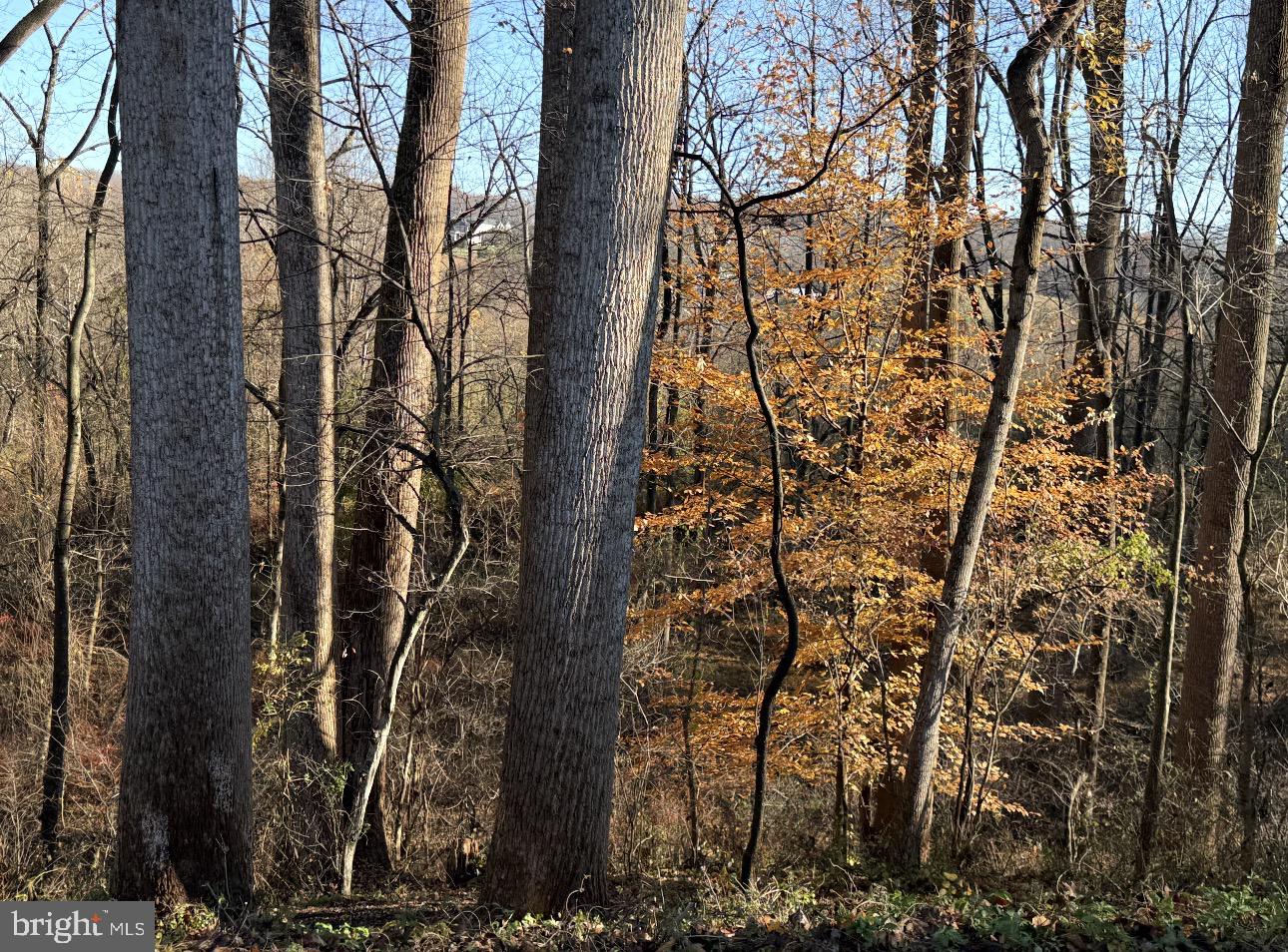 31 Haviland Mill Road Brinklow, MD 20862 - Photo 41 of 114