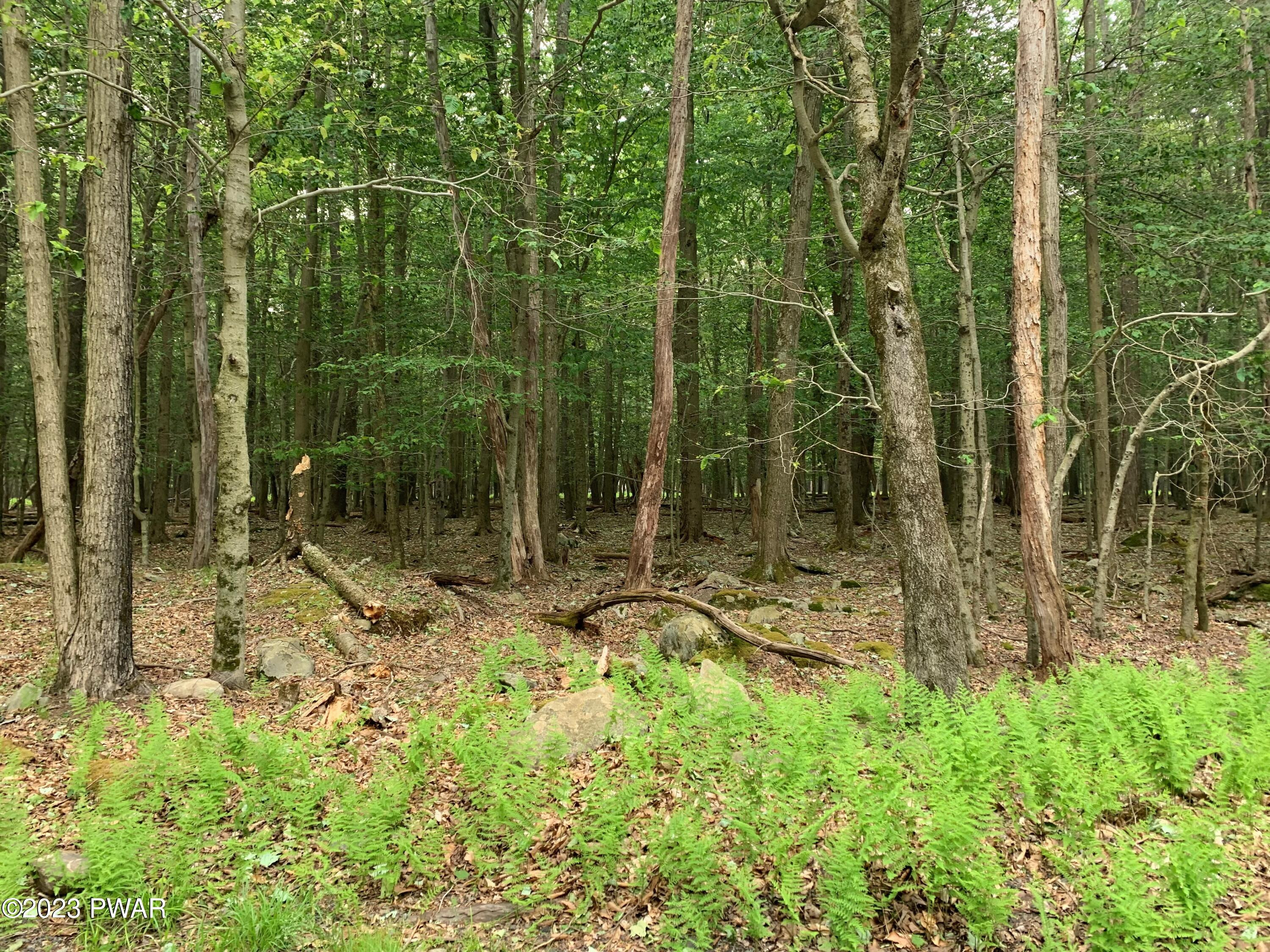 Lot 32 Beaver Run Road Newfoundland, PA 18445 - Photo 3 of 15 Gallery Image 3