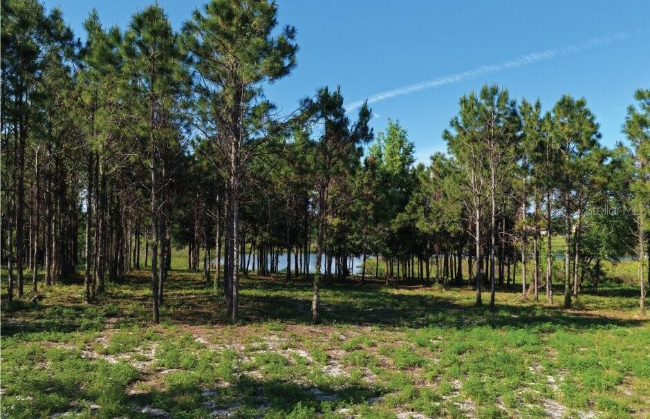 9717 Morton Jones Road Gotha, FL 34734 - Photo 4 of 6