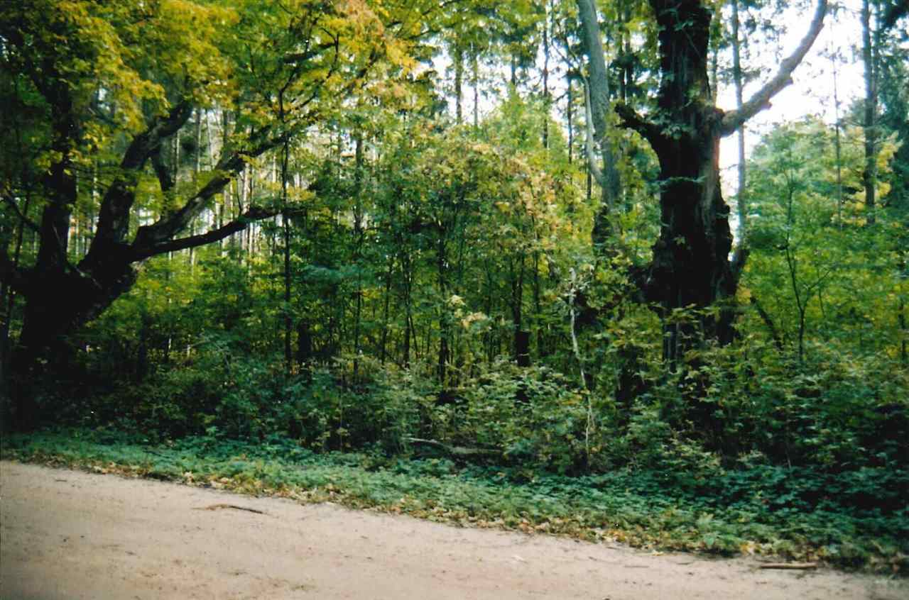 V/l South Darr Road Custer, MI 49405 - Photo 1 of 1