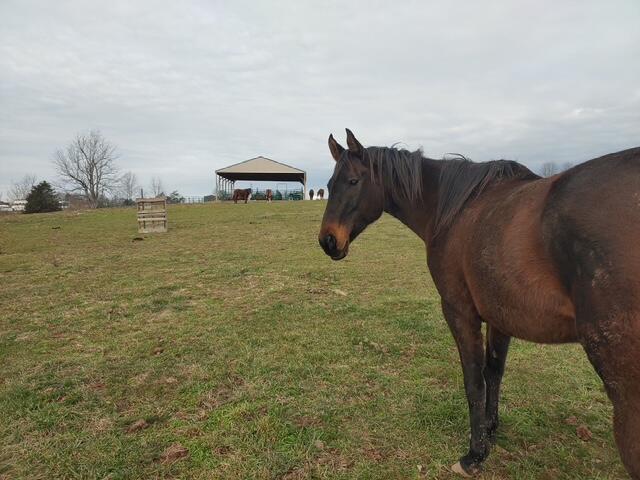 1700 Cummins Ferry Road Salvisa, KY 40372 - Photo 5 of 16 375356437981490471