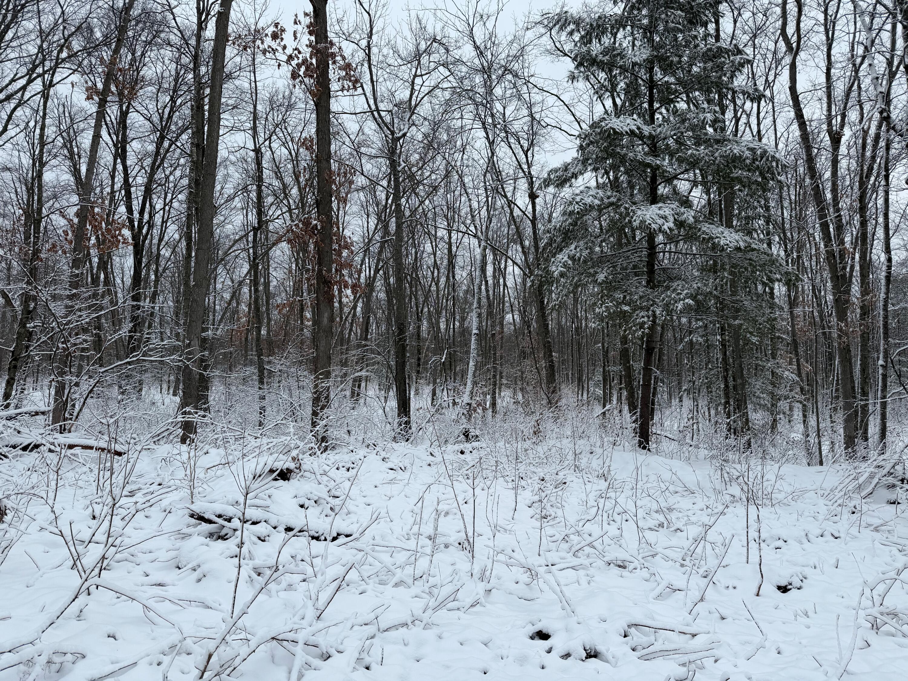 Steinberg Road Wellston, MI 49689 - Photo 6 of 6 IMG_0023