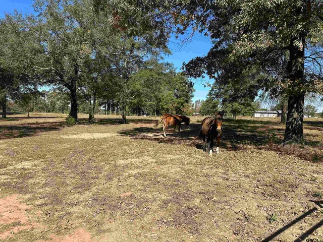 a view of a tree with an ocean view