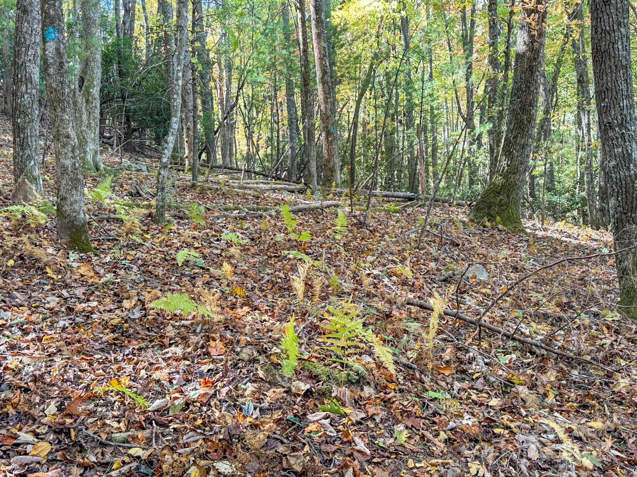 a big yard with lots of green space and trees