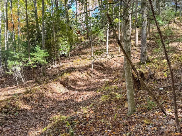 a view of a forest with trees