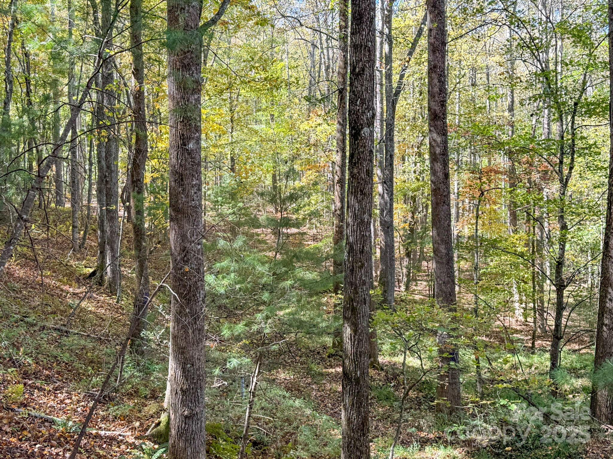 345 Christa Lane Arden, NC 28704 - Photo 12 of 25 a close up of a tree