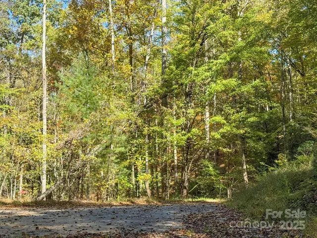 a view of a yard with plants and large trees