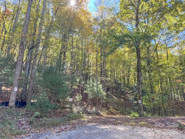 a view of a road with plants and trees