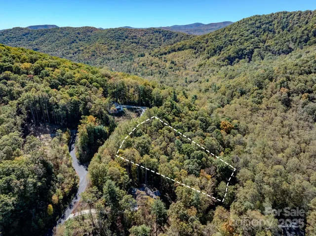 a view of a forest with a tree