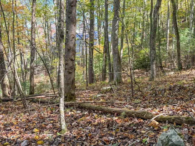 a view of a forest with trees