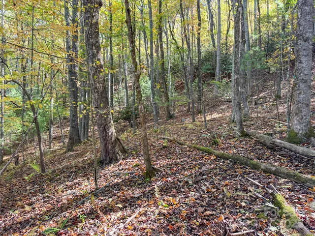 a view of a forest with trees