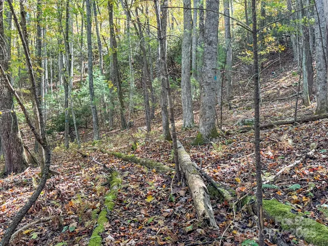 a view of a forest with trees