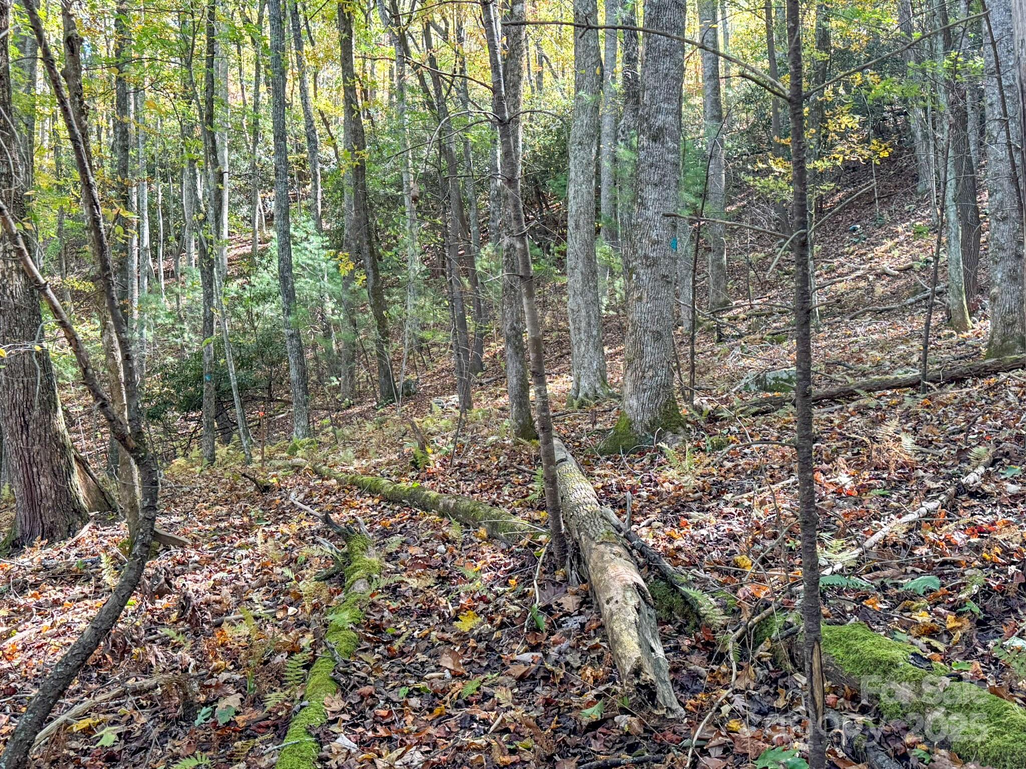 345 Christa Lane Arden, NC 28704 - Photo 8 of 25 a view of a forest with trees