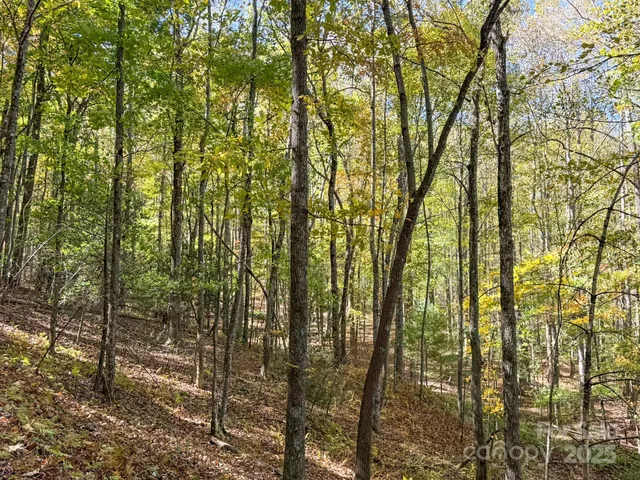 a close up of a tree