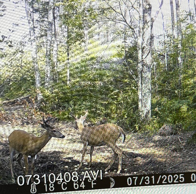 356 Co Road Daggett, MI 49821 - Photo 2 of 11