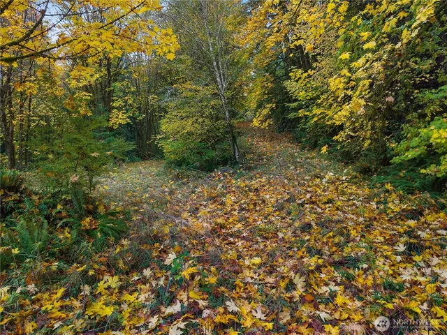 a view of a yard with a tree