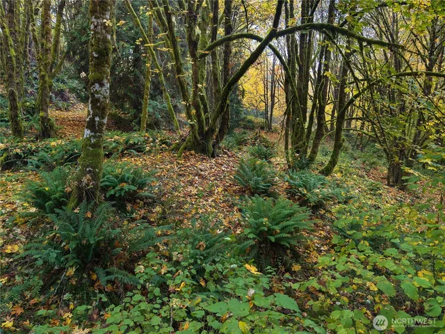 a view of a yard with plants and trees