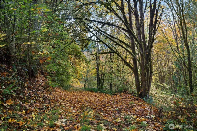 a view of a yard with plants and trees