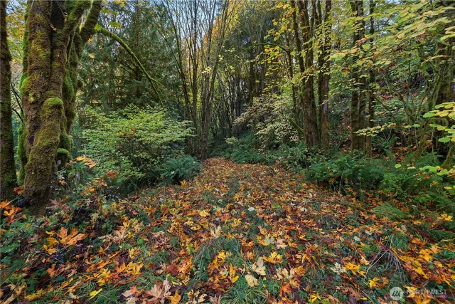 a view of a forest with trees in the background