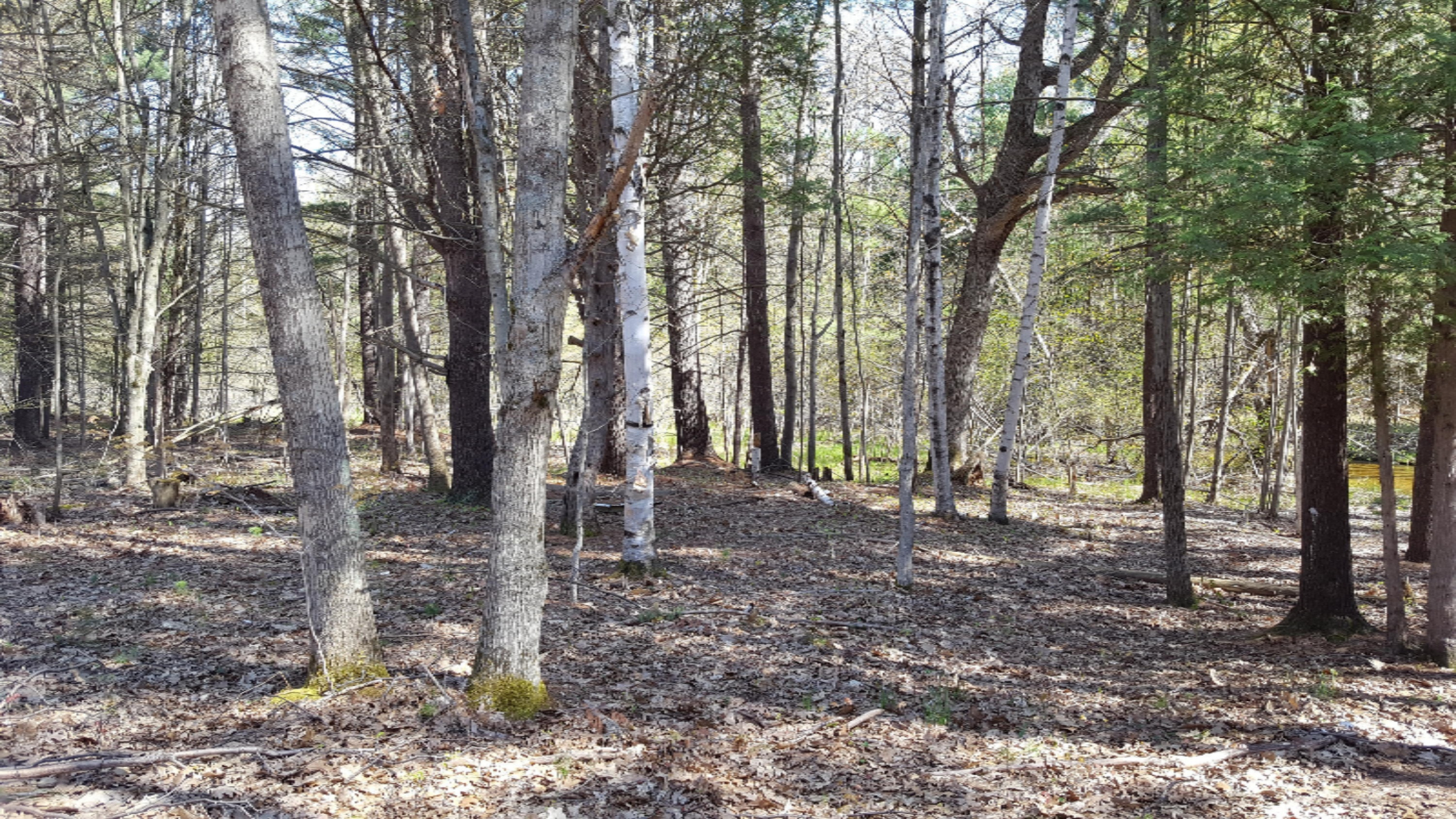 6135 East Hansen Road Custer, MI 49405 - Photo 38 of 53 20190514_163701