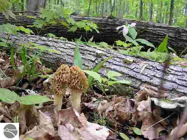 32 Goshawk Ridge Traverse City, MI 49684 - Photo 19 of 20