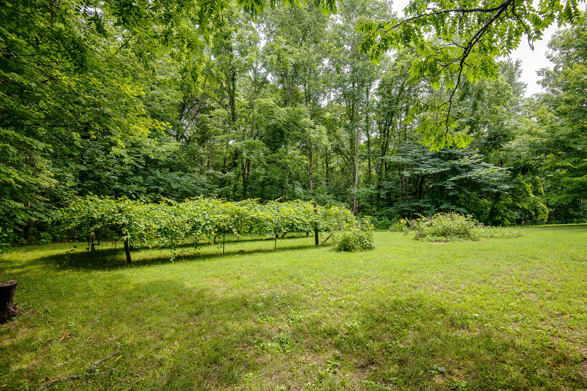 2645 Cole Ridge Road Beechgrove, TN 37018 - Photo 47 of 50 a view of yard with green space