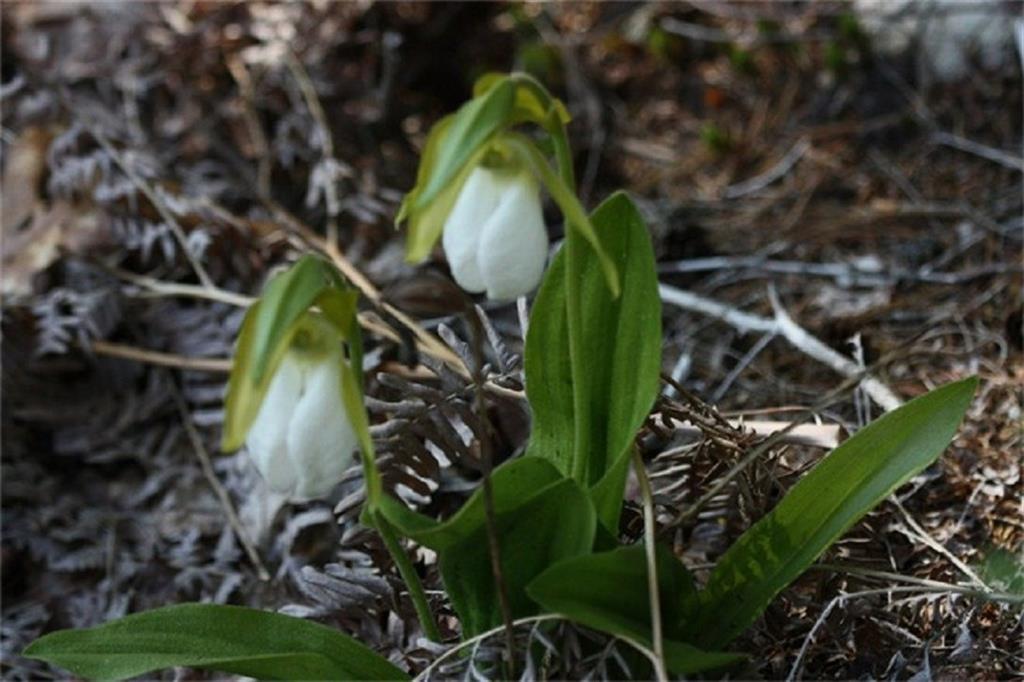 359 Guard Point Road Harrington, ME 04643 - Photo 21 of 35 Natural flowers and ferns dot the...